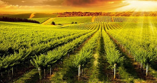 Explore Adelaide Hills winery on your next Australia vacations.