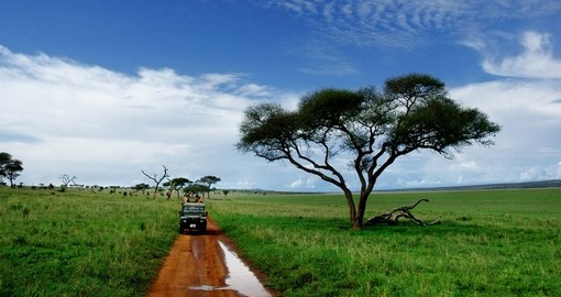 On Safariin Tarangire National Park