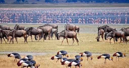 Visit Lake Manyara site and watch wildlife's ordinary day during your next trip to Tanzania.