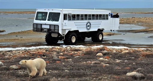 Polar Bears are never far away (photo credit: Frontiers North)