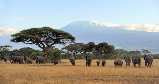 In the shadow of Kilimanjaro, Amboseli is home to large herds of elephant