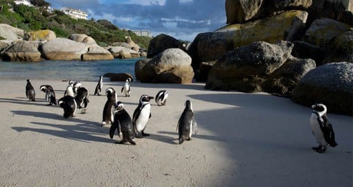 Boulders Beach on False Bay is home to a large colony of African Penguins