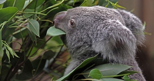 See koalas, kangaroos, wallabies and emu's at Featherdale Park.