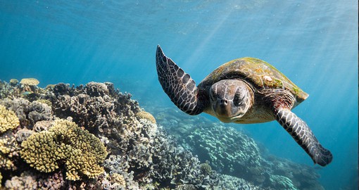 Dive deep to explore the breathtaking sights of the Great Barrier Reef and the wildlife that swims within it