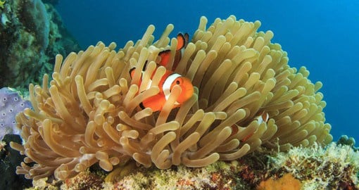Explore Great Barrier Reef which is the world's largest coral reef system