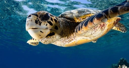 Hawksbill sea turtle in Maldives blue lagoon