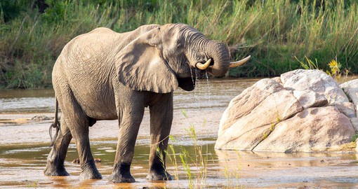 Among the most social animals, Elephants thrive in the Sabi Sands Game Reserve
