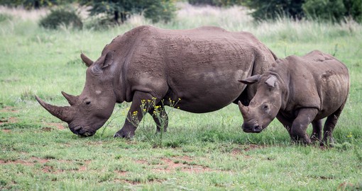 Pilanesberg has established itself as a stronghold for both African rhino species