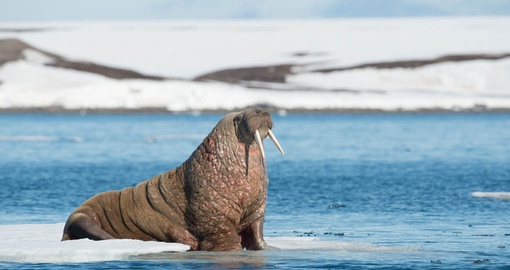 Walrus off the coast of Spitsbergen