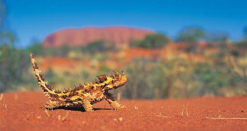 It's a Thorny Devil - which you might see on Australia tours that visit the Outback.