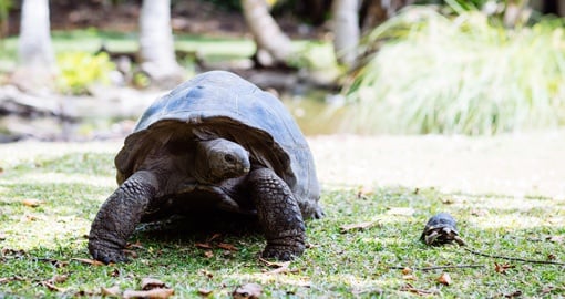 The Giant Tortoise is only found in the in the Seychelles and the Galapagos Islands