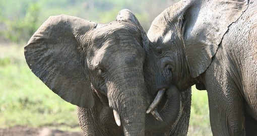 Two lovely elephants
