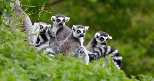 Crowned lemur endemic to Madagascar