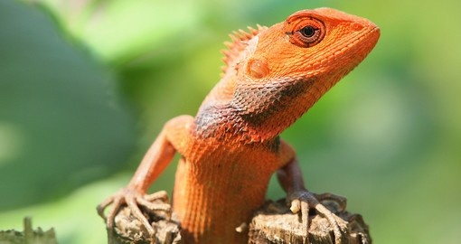 An orange lizard sitting on a tree