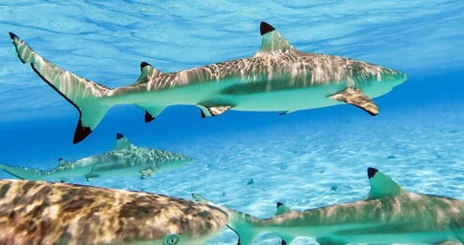 Swim with sharks in Bora Bora