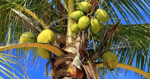 A Lovely bunch of coconuts