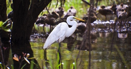 White Egret and other bird life abound in Kakadu National Park