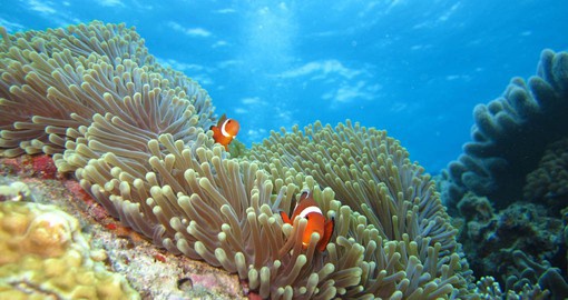 The islands boast beautiful coral reefs and abundant marine wildlife