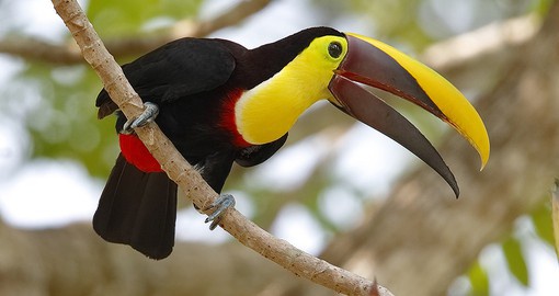 The Gamboa Rainforest Reserve sits within Soberania National Park