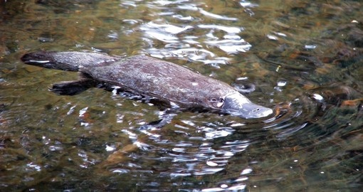 The adorable duck-billed, web-footed, egg-laying platypus