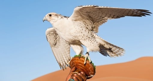 Falcon on a leash