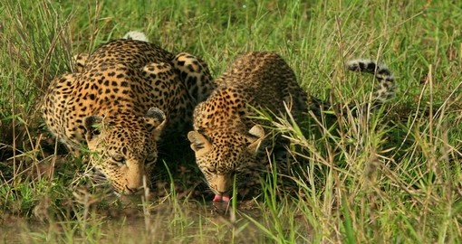 Leopards drinking are one of the various possible sightings during your South Africa vacation.