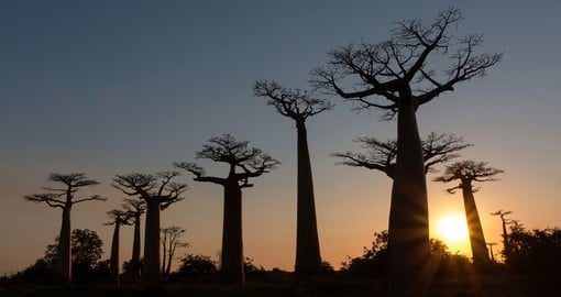 Baobab trees are found frequently in Madagascar