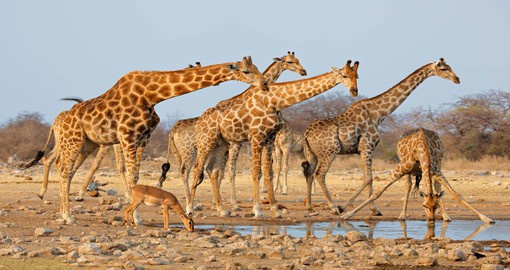 Attaining a height of 5.5m, Giraffes are the tallest animal in the world