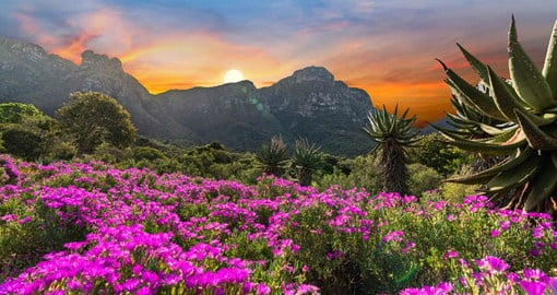 Sitting at the foot of Table Mountain, Kirstenbosch Garden is rated as one of the best in the world
