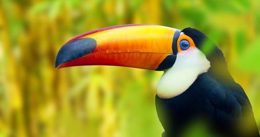 Colorful Toucan