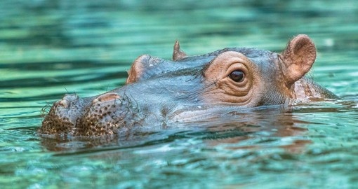 Hippopotamus submerged in waters of Mana Pools NP