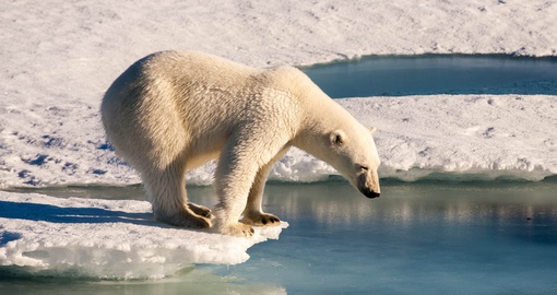 Spot a Polar Bear in Greenland