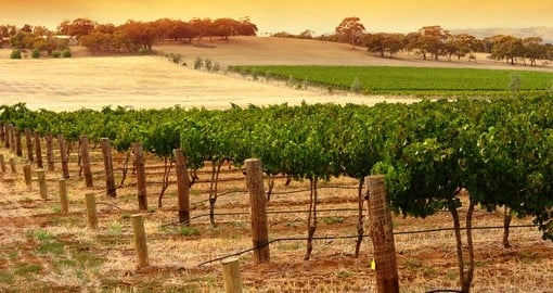 A Scenic Vineyard in South Australia