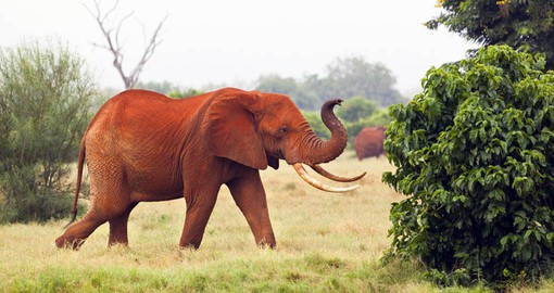 Elephants are highly social, living in family groups