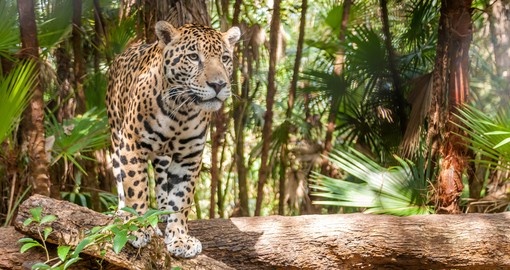 Lurking Jaguar