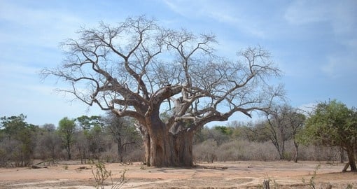 The large Baobab Tree is always a great photo opportunity while on your Zimbabwe safari.