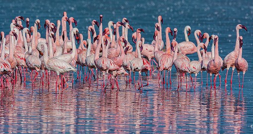 Part of the Great Rift Valley, Lake Nakuru National Park is renown for large flocks of lessor flamingos