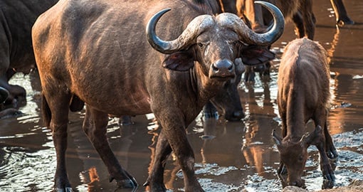Water Buffalo Malawi