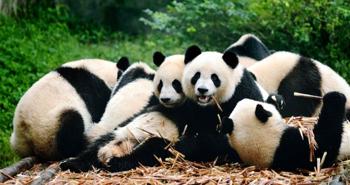 Giant Panda's in Chengdu