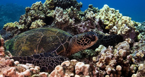 Take a visit to Turtle Town, a popular snorkeling spot named for its abundance of sea green turtles