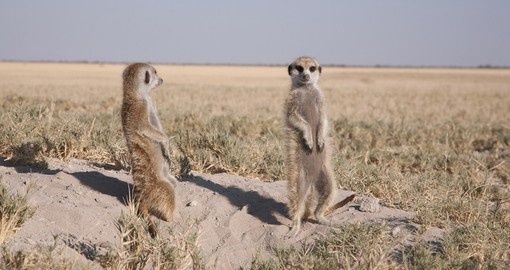 Meerkats waking up in the Makgadikhadi pan in Botswana