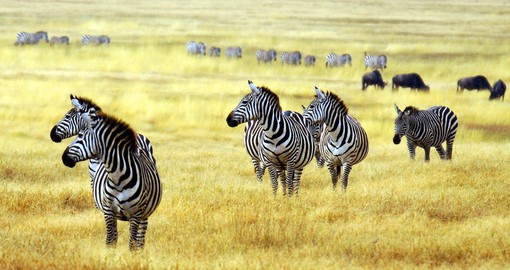 Each year, over two million wildebeest and zebra trek from the southern Serengeti to the lush green grasses of the Masai Mara