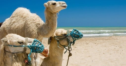 tunisia vacations & tours