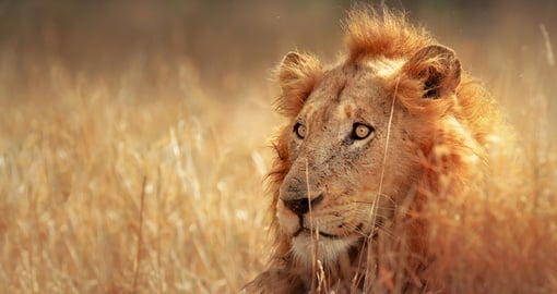 Marvel in the beauty of one of Africa's big 5, the majestic Lion on your South African Tour