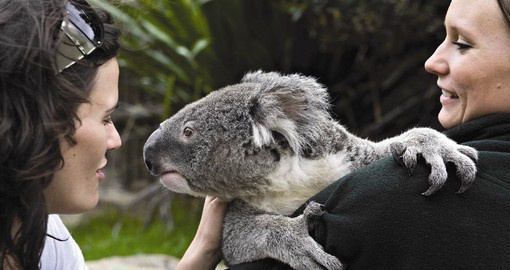 Meet Koalas at the Sydney Taronga Zoo on your next trip to Australia.