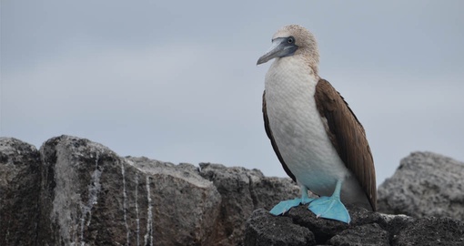 Observe unique birdlife on your Galapagos Tour