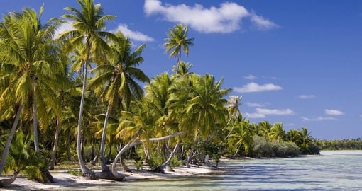 Palm trees in Cook Islands