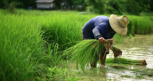 You will be able to see farmers tending their fields during your next trip to Thailand.