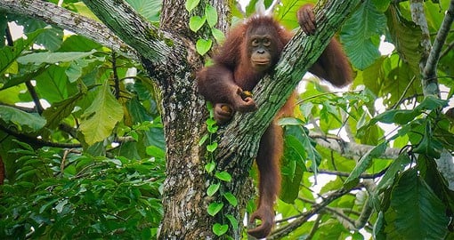Borneo is home to a wide range of wildlife including orangutans and clouded leopards