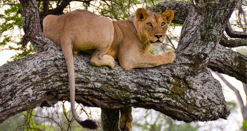 Tanzania's Tarangire National Park has some the continents highest densities of wildlife